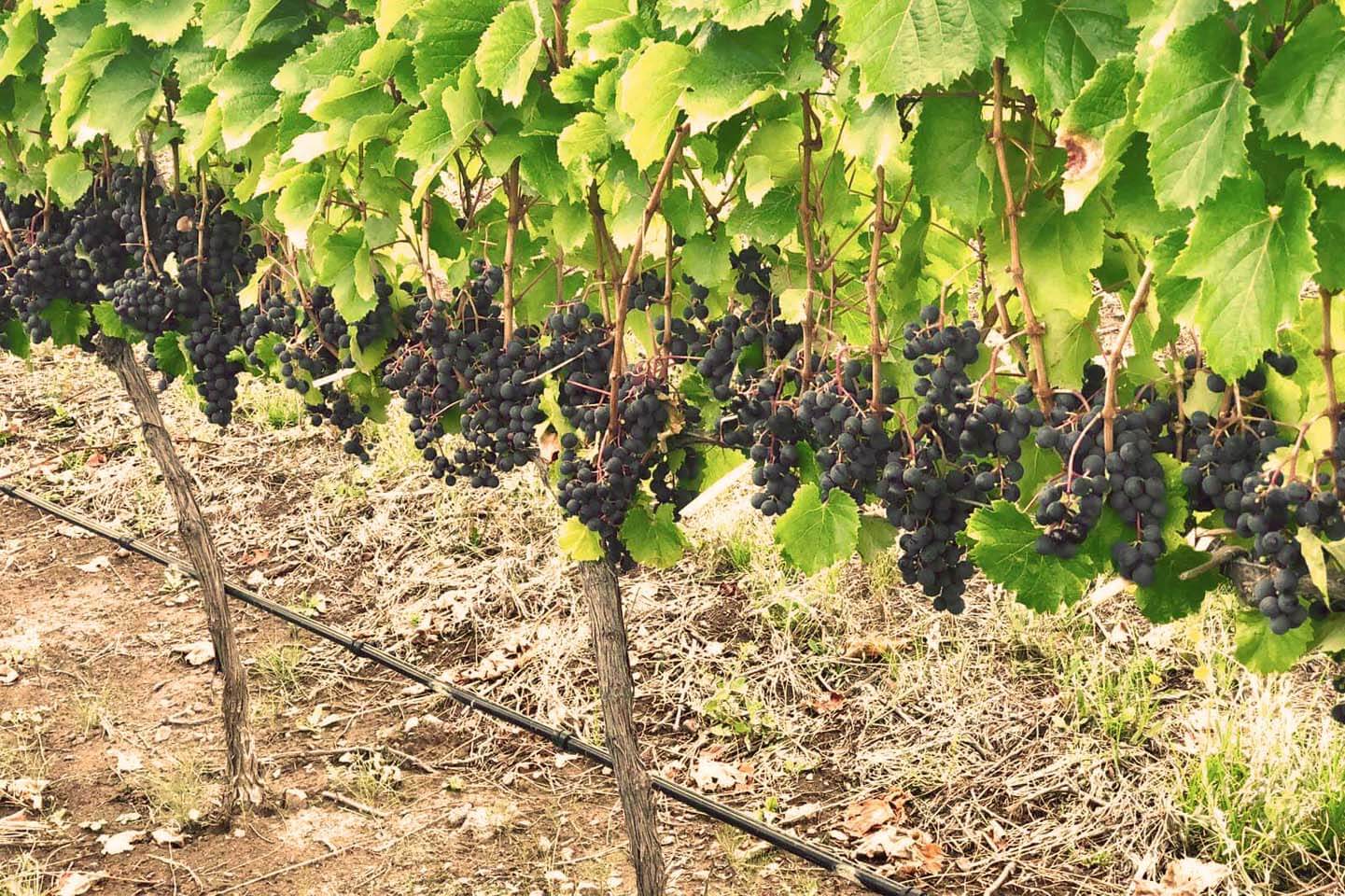 Viñedos de Bodega Finca Blousson