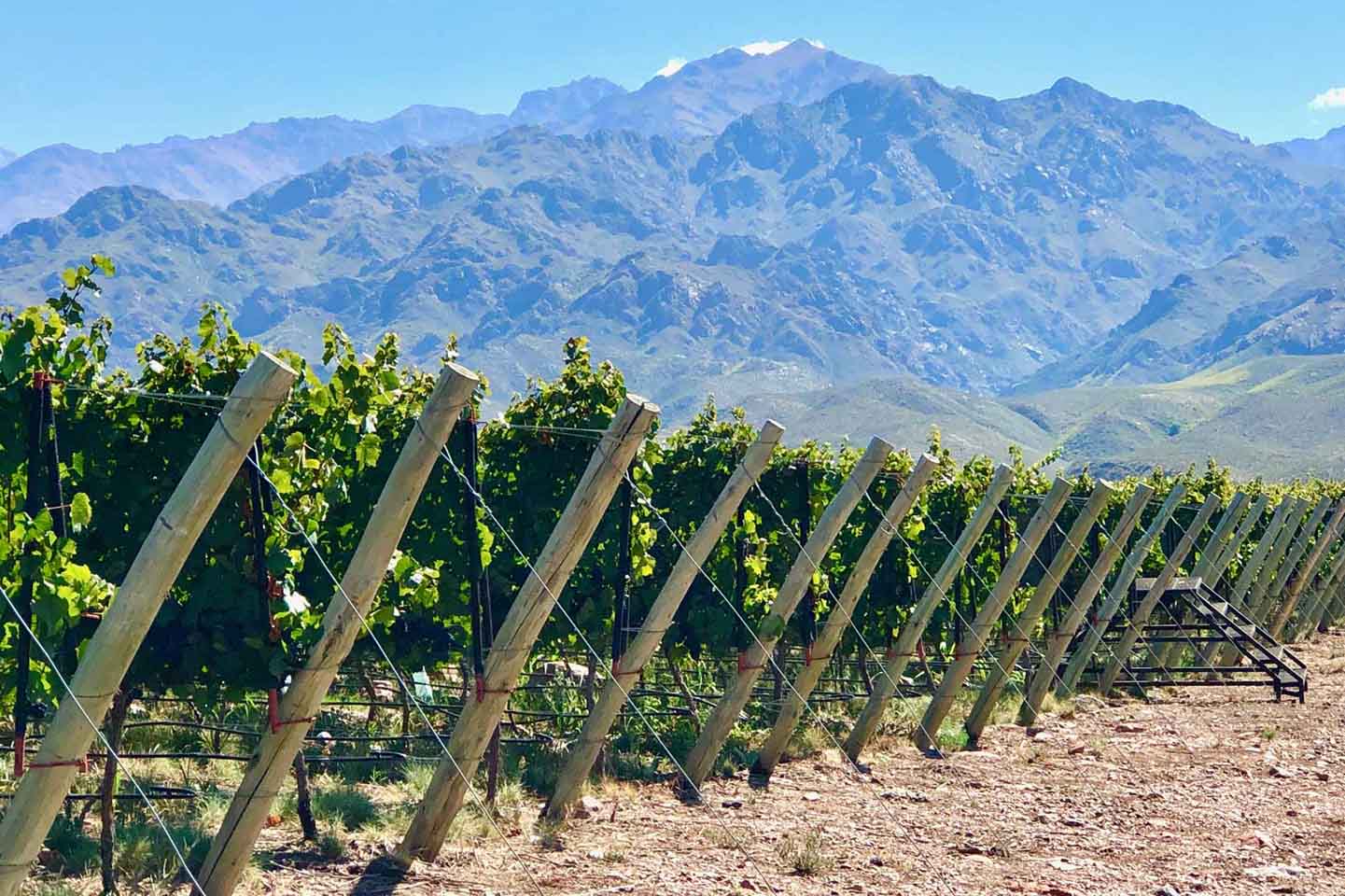 Viñedos de Bodega Finca Blousson